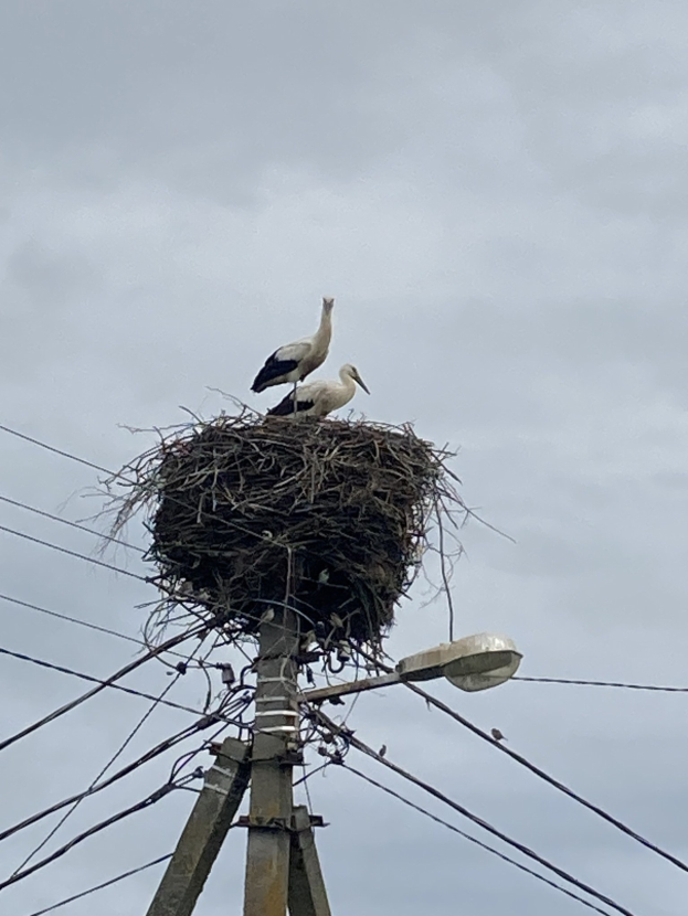 Zwei Weißstörche auf einem Nest auf einem Strommasten sitzend, beleuchtet von einer Straßenlaterne, mit Drähten entlang des Mastes und Himmel im Hintergrund.
