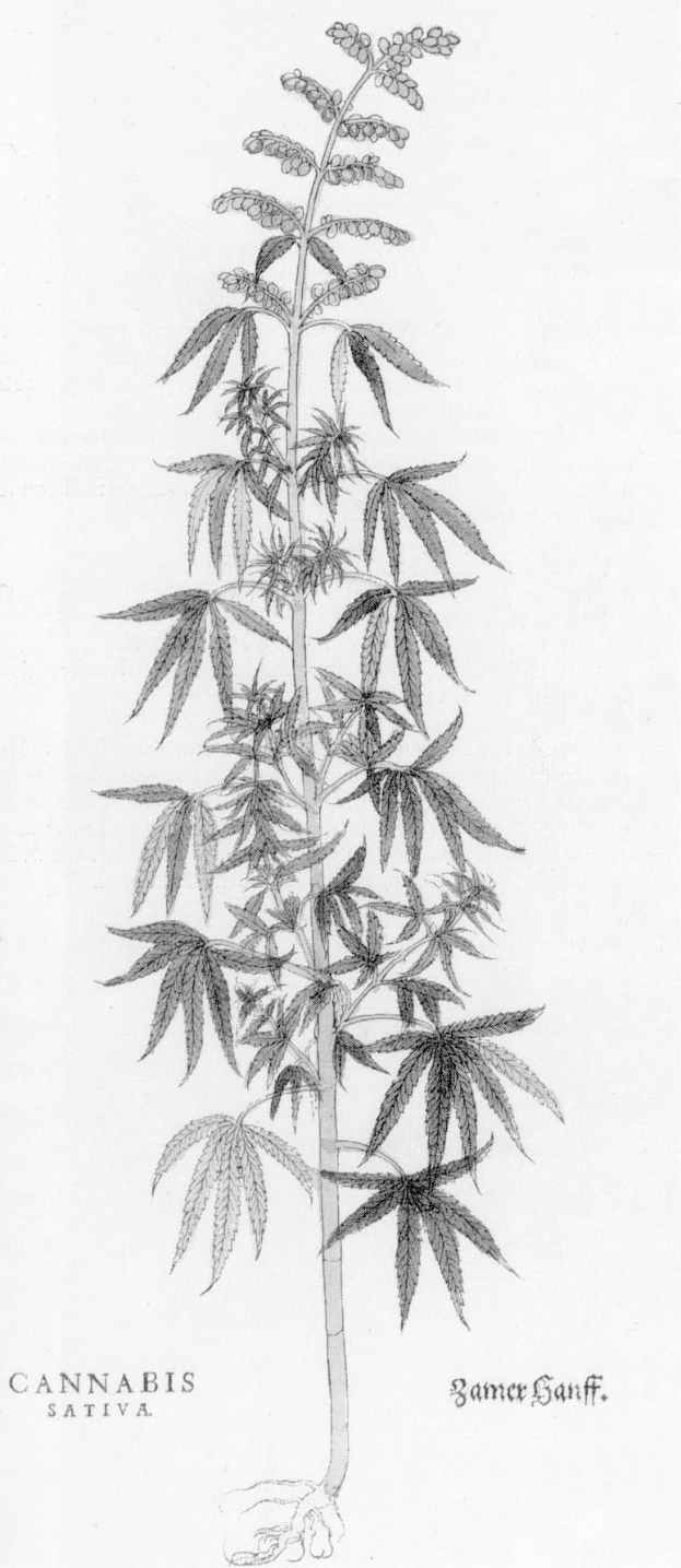 Eine Schwarz-Weiß-Zeichnung einer Cannabispflanze mit den Worten "Cannabis Sativa" darunter.