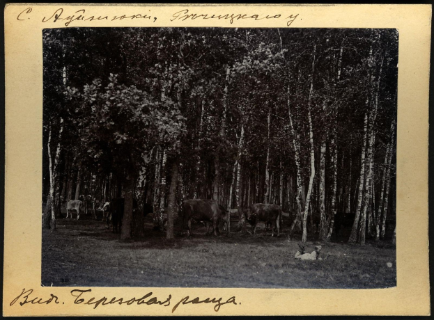 Schwarzes und weißes Foto einer Herde von Kühen, die auf einer bewaldeten Fläche grasen, mit Bäumen und Text unten.