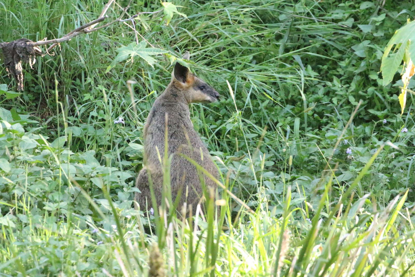 Ein Wallaby mit braun-schwarzem Fell steht wachsam im Gras neben Pflanzen, seine Ohren sind gespitzt.