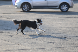 Ein schwarzer und weißer Hund läuft über einen Parkplatz mit einem Auto und einem Schild im Hintergrund.