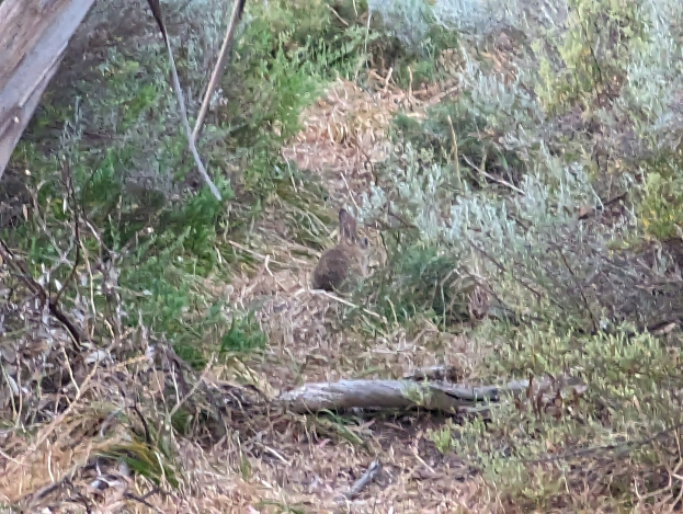 Ein Kaninchen sitzt in einem grasigen Feld neben einem hölzernen Zaun, umgeben von Pflanzen und Zweigen.