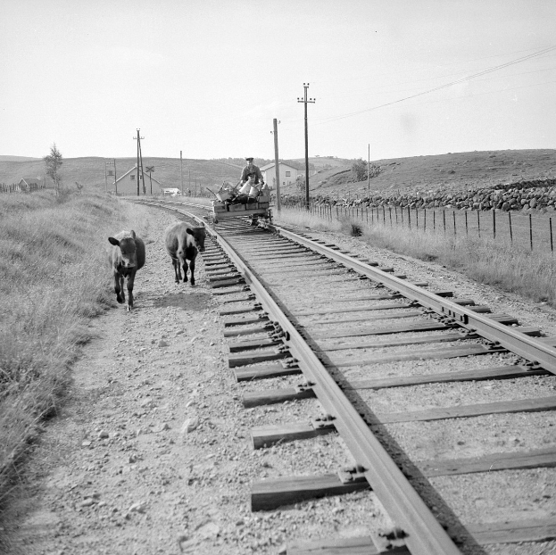 Schwarz-weiß-Foto von zwei Kühen, die auf den Eisenbahnschienen gehen, mit einer Person auf einem Fahrzeug im Vordergrund, Gras und einem Zaun auf beiden Seiten und Häusern, Bäumen, Pfählen und Himmel im Hintergrund.