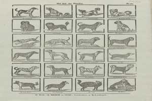 Ein offenes altes Buch mit verschiedenen Hundezüchtungen und begleitenden Textbeschreibungen.