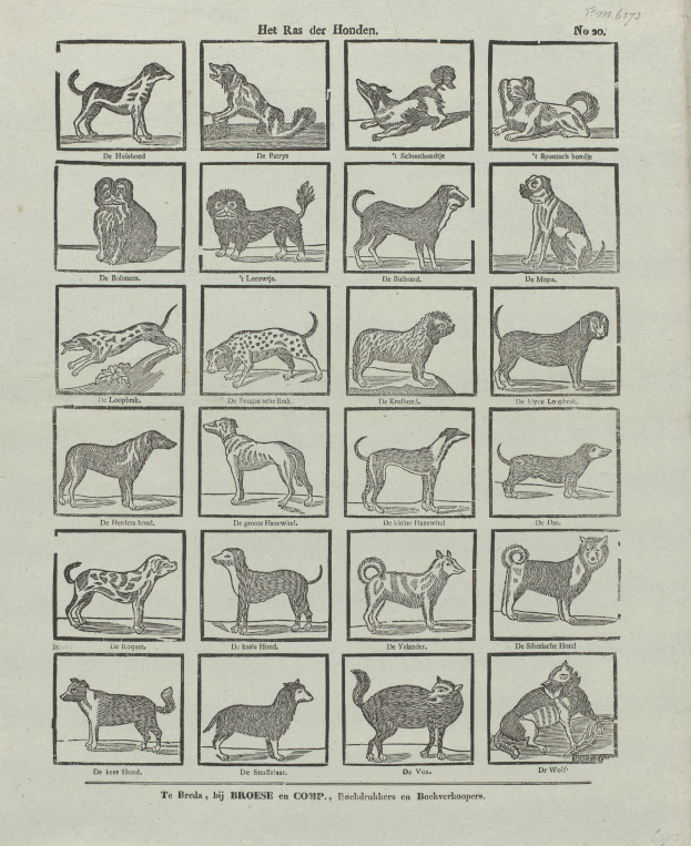 Ein offenes altes Buch mit verschiedenen Hundezüchtungen und begleitenden Textbeschreibungen.