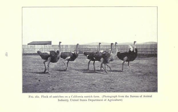 Eine Schar von Straußen auf einer Kalifornischen Straußenfarm mit einem Zaun, Haus und Himmel im Hintergrund und Text am unteren Bildrand.