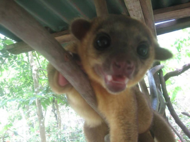 Ein kleines Tier steht in der Mitte mit Bäumen im Hintergrund und einem Schutzraum darüber.